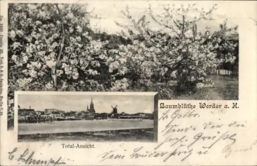 Ak Werder an der Havel, Panorama, Blühende Bäume