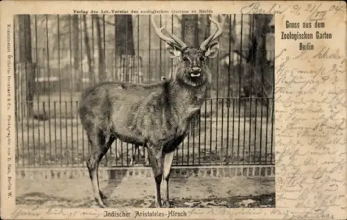 Ak Berlin, Zoologischer Garten, Indischer Aristoteles-Hirsch