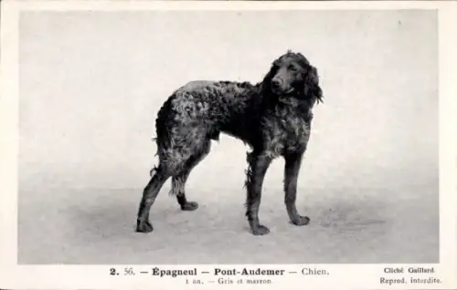 CPA Epagneul, Pont-Audemer, Chien