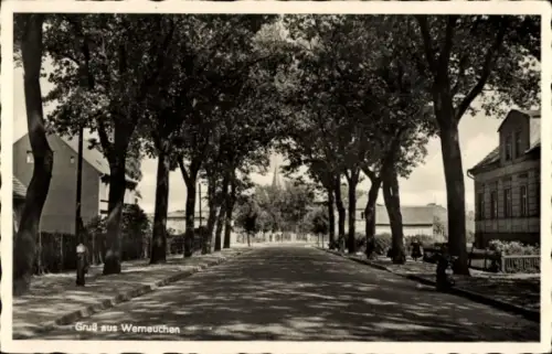 Ak Werneuchen im Kreis Barnim, Straßenpartie, Allee