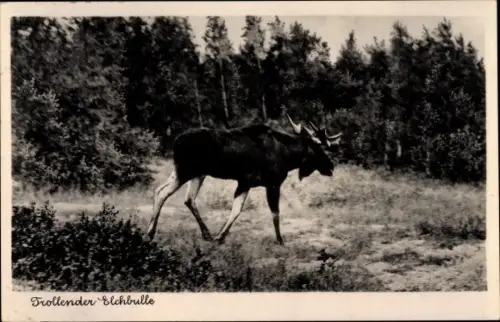 Ak Heinrichswalde Kaliningrad, Trollender Elchbulle