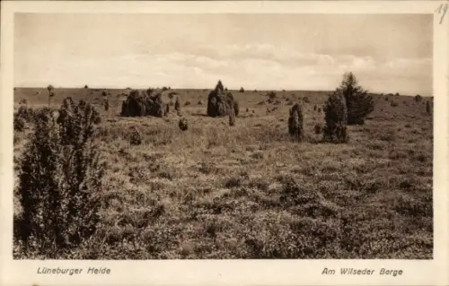 Ak Wilsede Bispingen in der Lüneburger Heide, Am Wilseder Berge