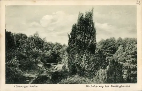 Ak Amelinghausen in der Lüneburger Heide, Lüneburger Heide, Wacholderweg,  Landschaft, Bäume