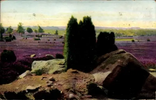 Ak Lüneburger Heide, Landschaft mit lila Blumenfeld, Bäume, Felsen, Naturpark