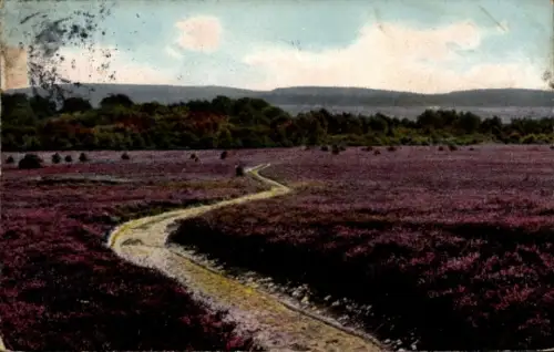 Ak Lüneburger Heide, Landschaft mit Weg, lila Heide, Bäume im Hintergrund