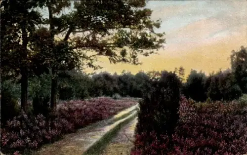 Ak Wintermoor Schneverdingen in der Lüneburger Heide, Wegmotiv, Heidelandschaft