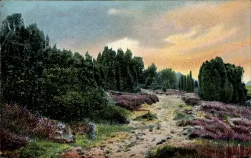 Ak Lüneburger Heide, Landschaft mit Bäumen und Heidekraut, Lüneburger Heide