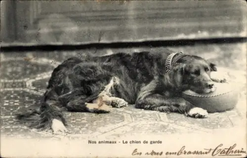 Ak Wachhund, Tierportrait