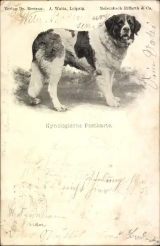 Ak Bernhardiner, Hundeportrait, Bernhardiner