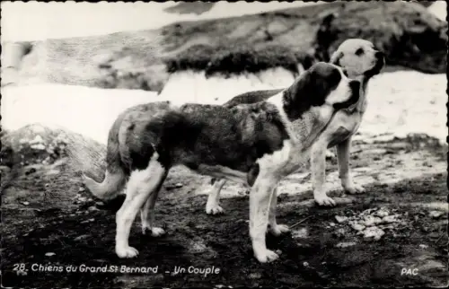Ak Chiens du Grand St. Bernard, Un Couple