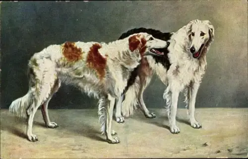 Ak Zwei Windhunde, Hundeportrait
