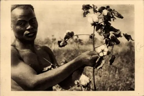 Ak Senegal, La Cueilette du Cotton, Afrikaner pflückt Baumwolle