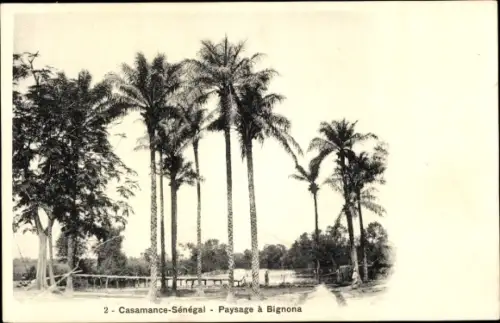 Ak Casamance Senegal, Paysage a Bignona, Palmen