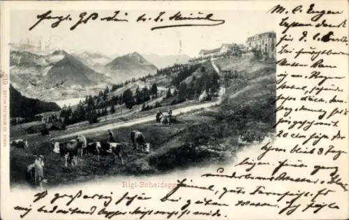 Ak Rigi Scheidegg im Allgäu Schwaben. Kühe auf der Weide