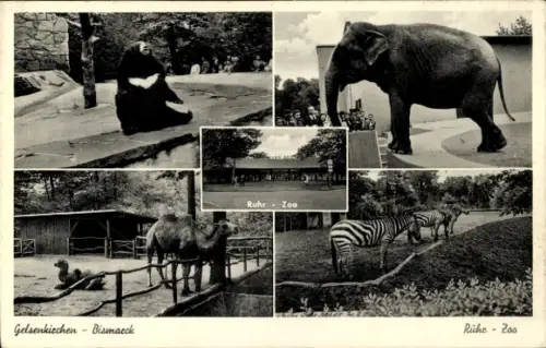 Ak Bismarck Gelsenkirchen im Ruhrgebiet, Ruhr Zoo, Elefant, Zebras, Kamele, Bär