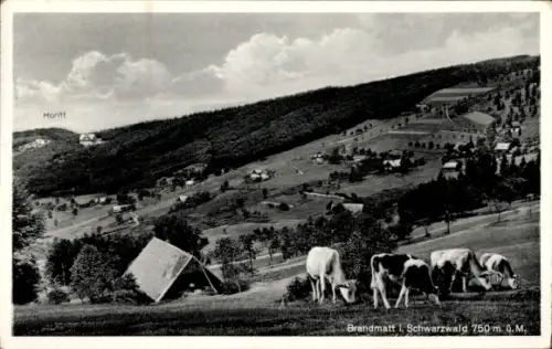 Ak Brandmatt Sasbachwalden im Schwarzwald, Panorama, Kühe