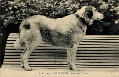 Ak Pyrenäenberghund, Tierportrait