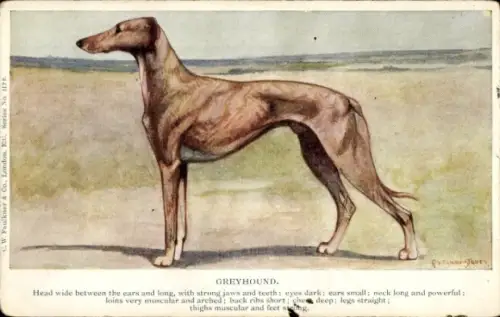 Künstler Ak Greyhound, Hund, Tierportrait