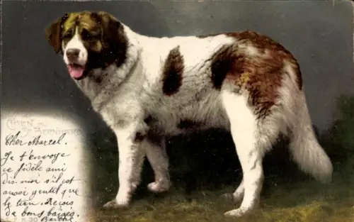 Ak Bernhardiner, Hund, Tierportrait