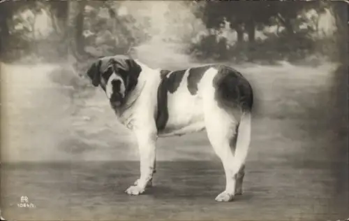 Ak Hund, Bernhardiner, Tierportrait
