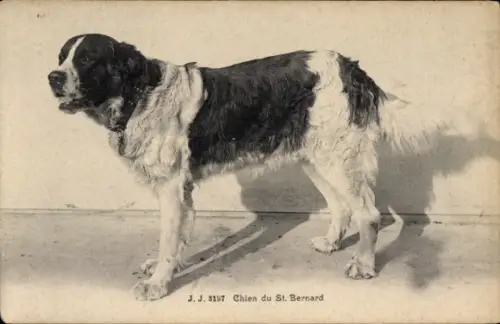 Ak Chien du St. Bernard, Bernhardiner