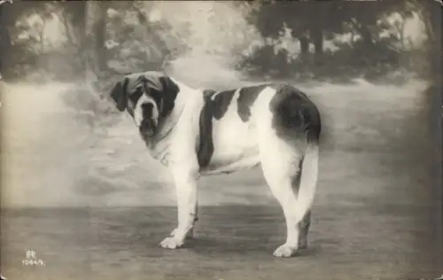 Ak Hund, Bernhardiner, Tierportrait