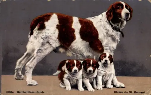 Ak Bernhardiner-Hunde, Tierportrait