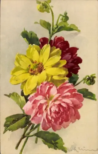 Künstler Ak Klein, Catharina, Dahlien, verschiedenfarbige Blüten