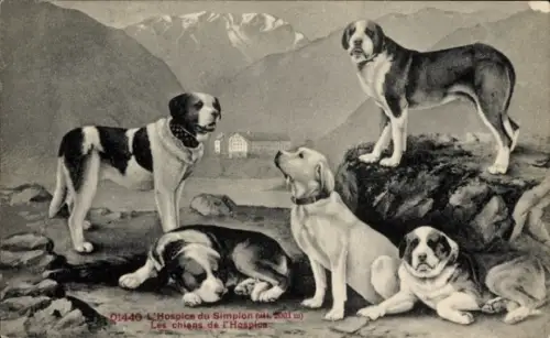 Ak Simplon Kt. Wallis Schweiz, L'Hospice, chiens, Hunde