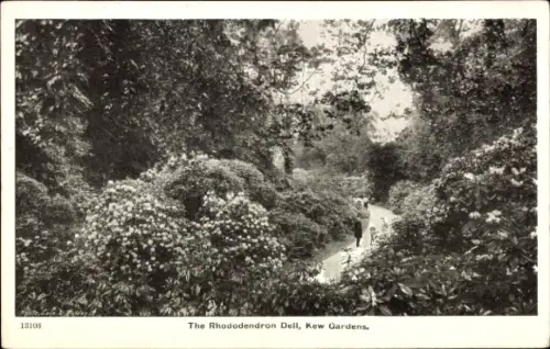 Ak Kew London Borough of Richmond upon Thames, Rhododendron Dell,  Blumen, Weg, Natur