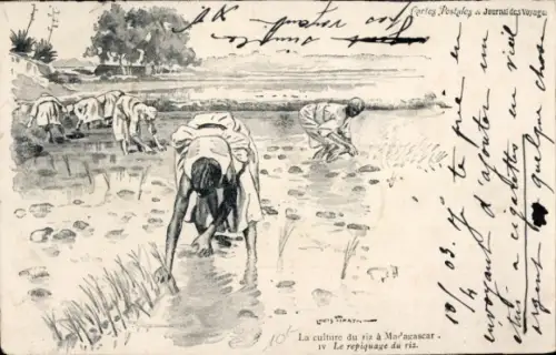 Künstler Ak Madagaskar, Reisernte