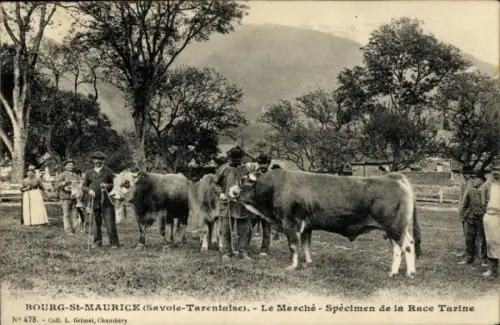 CPA Bourg Saint-Maurice Savoie, Marche, Specimen de la Race Tarine