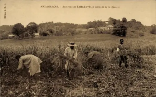 Ak Toamasina Tamatave Madagaskar, Erntezeit, Arbeiter auf dem Feld