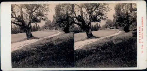 Stereo Foto Sankt Radegund bei Graz Steiermark, Straße, Baum