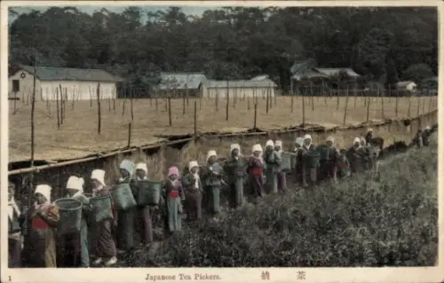 PC Japan, Tea Pickers
