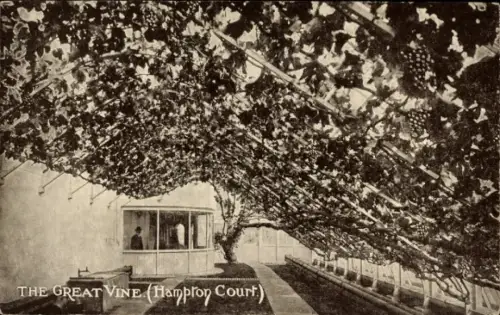 Ak Richmond upon Thames London England, Hampton Court, Great Vine