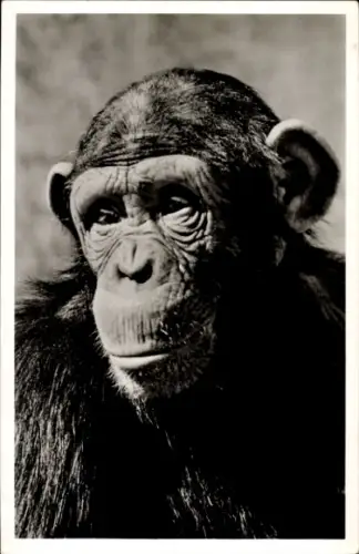 Ak Hellabrunn München Bayern, Tierpark, Schimpanse