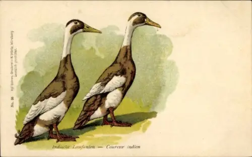 Ak Indische Laufenten, Vögel