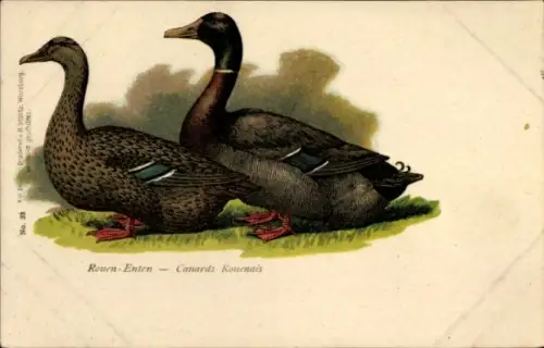 Ak Rouen-Enten, Vögel