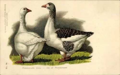 Ak Pommersche Gans, Vögel