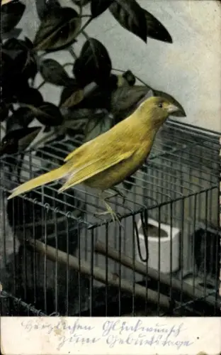 Ak Kanarienvogel auf einem Vogelkäfig