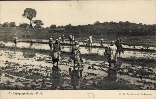 Ak Madagaskar, Reisernte