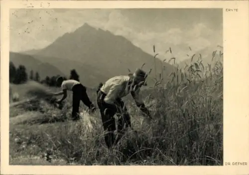 Ak Landwirtschaft, Ernte