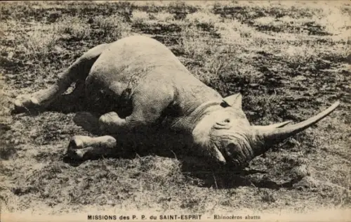 Ak Missions des P. P. du Saint Esprit, Rhinoceros abattu, erlegtes Nashorn