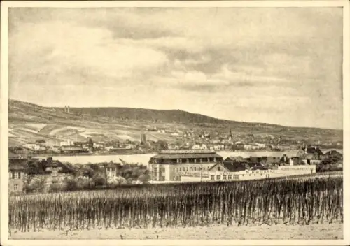 Ak Rüdesheim am Rhein, Haus Fromm, Rückansicht, Rebestöcke