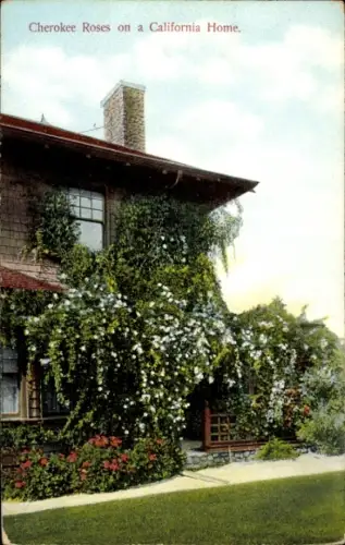 Ak Kalifornien USA, Cherokee Rosen an einem Haus