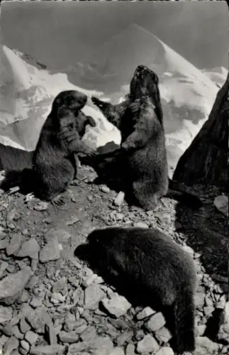 Ak Schweiz, Murmeltiere