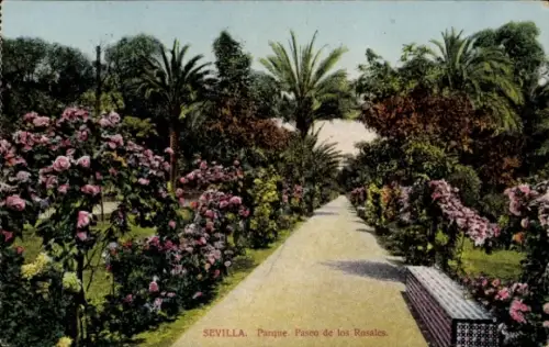 Ak Sevilla Andalusien, Blühende Rosen, Palmen, Weg im Park, Sevilla