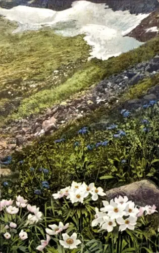 Ak Rübezahls-Garten, Berghähnlein, Alpen-Vergissmeinnicht