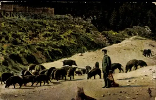 Ak  Wildschweinfütterung im Harz